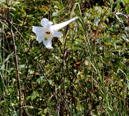 {Lilium philippinense}